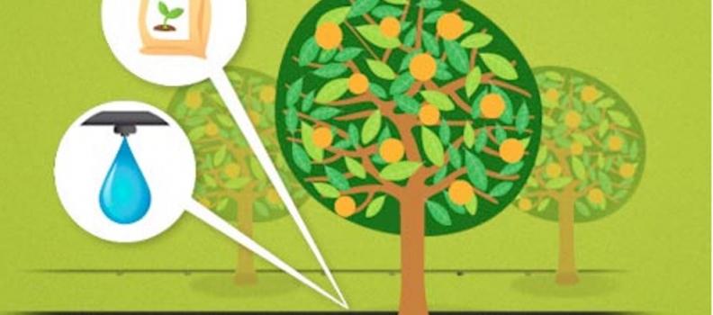 The Council of Granada has chosen Orcelis Fitocontrol as the best software to the olive grove’s fertigation