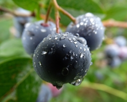 Orcelis calcula la fertirrigación del cultivo del arándano