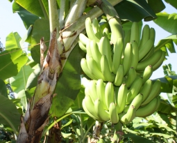 Orcelis Fitocontrol Calculates the Fertirrigation for the Banana Farming